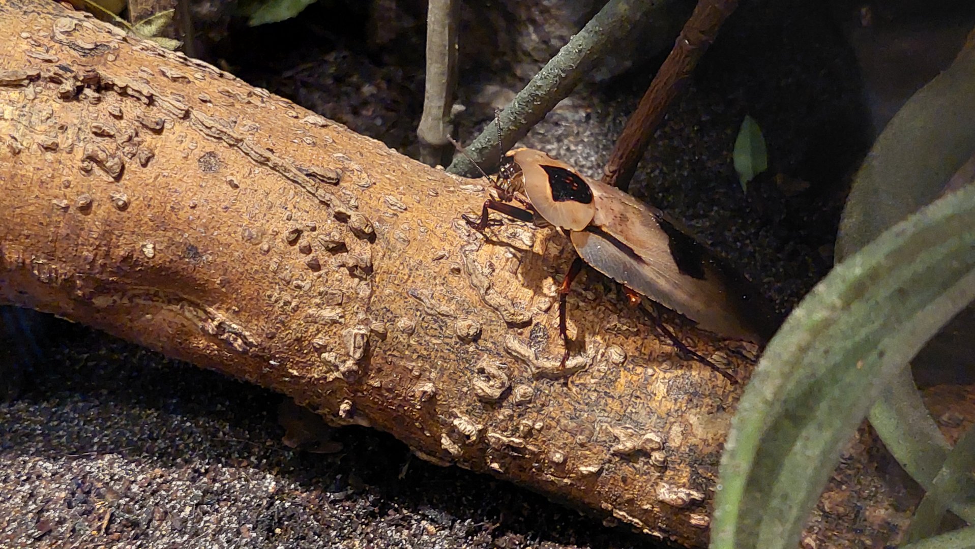 Giant cockroach (Blaberus giganteus)