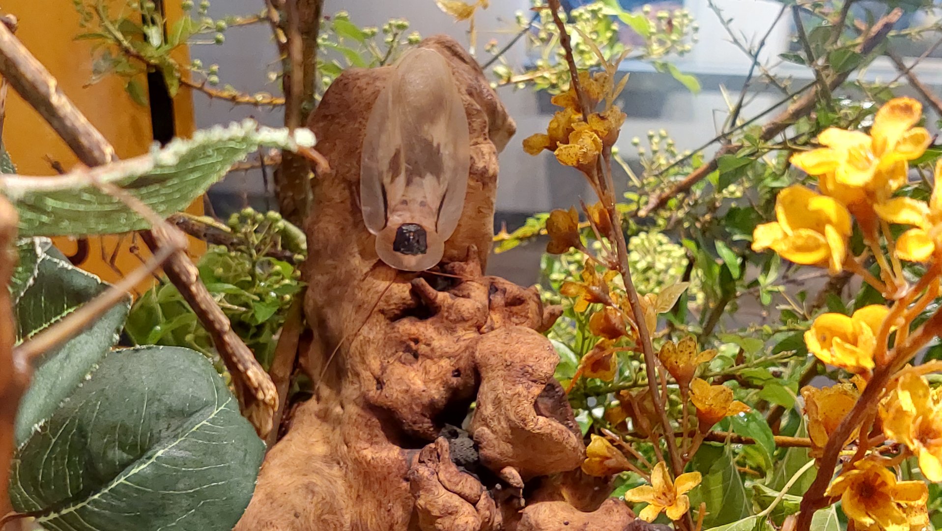 Giant cockroach (Blaberus giganteus)