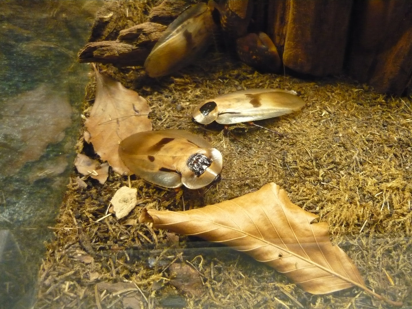 Giant cockroaches (Blaberus giganteus)