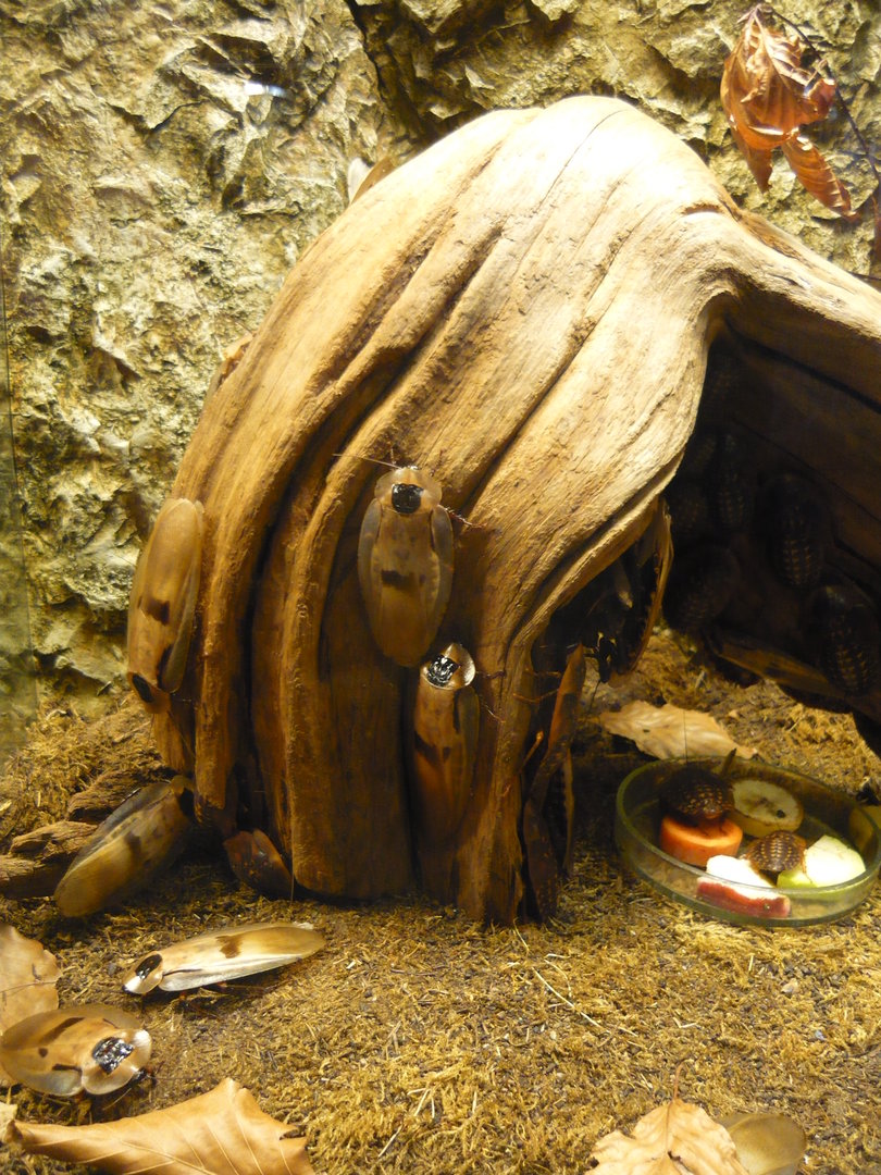 Giant cockroaches (Blaberus giganteus)