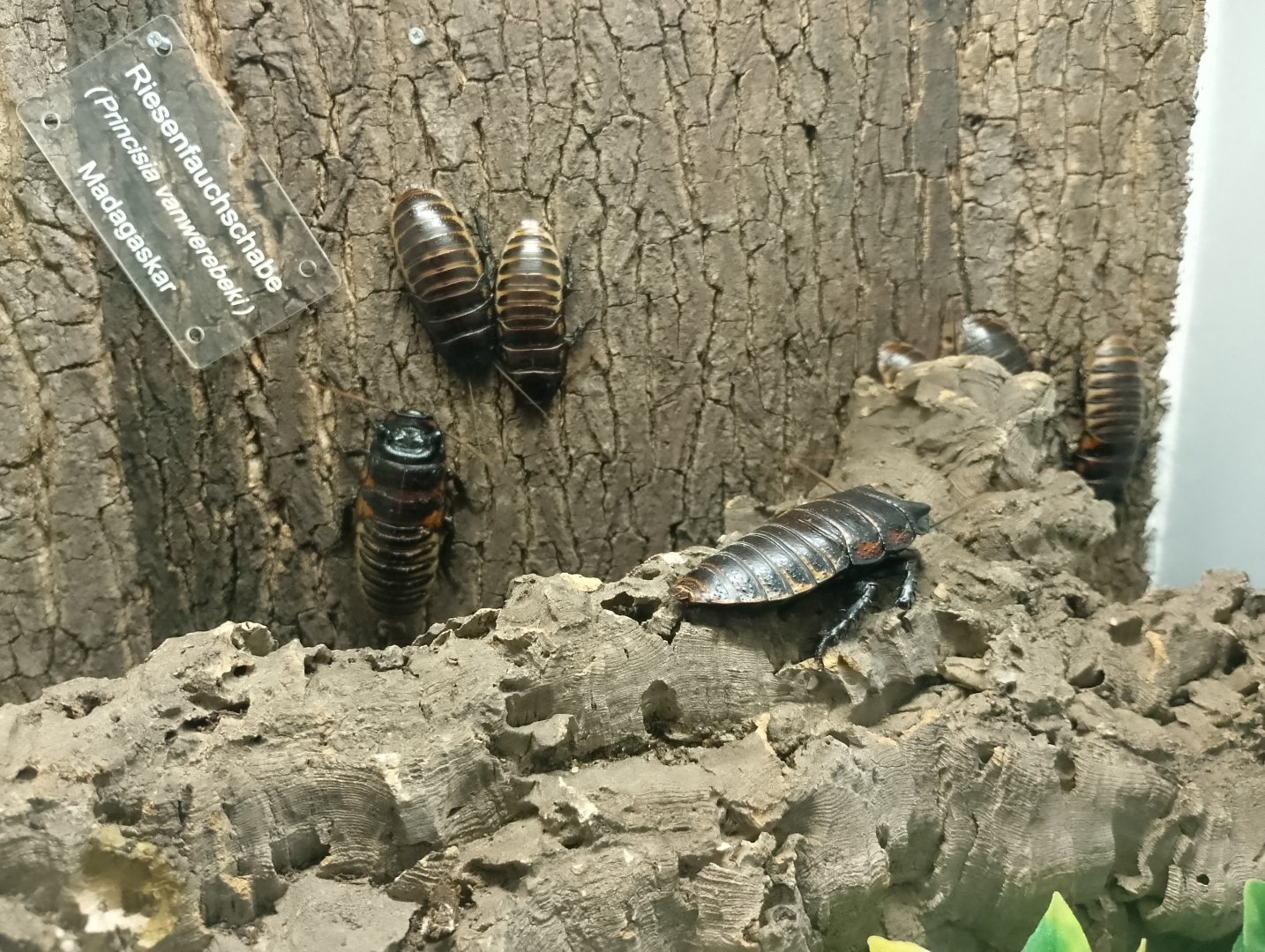 Giant cockroaches