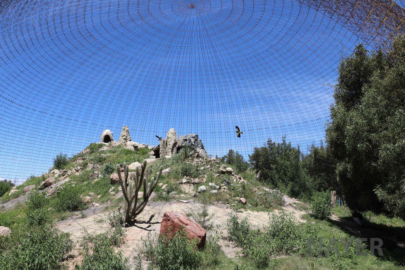 Giant condor aviary, March 2016