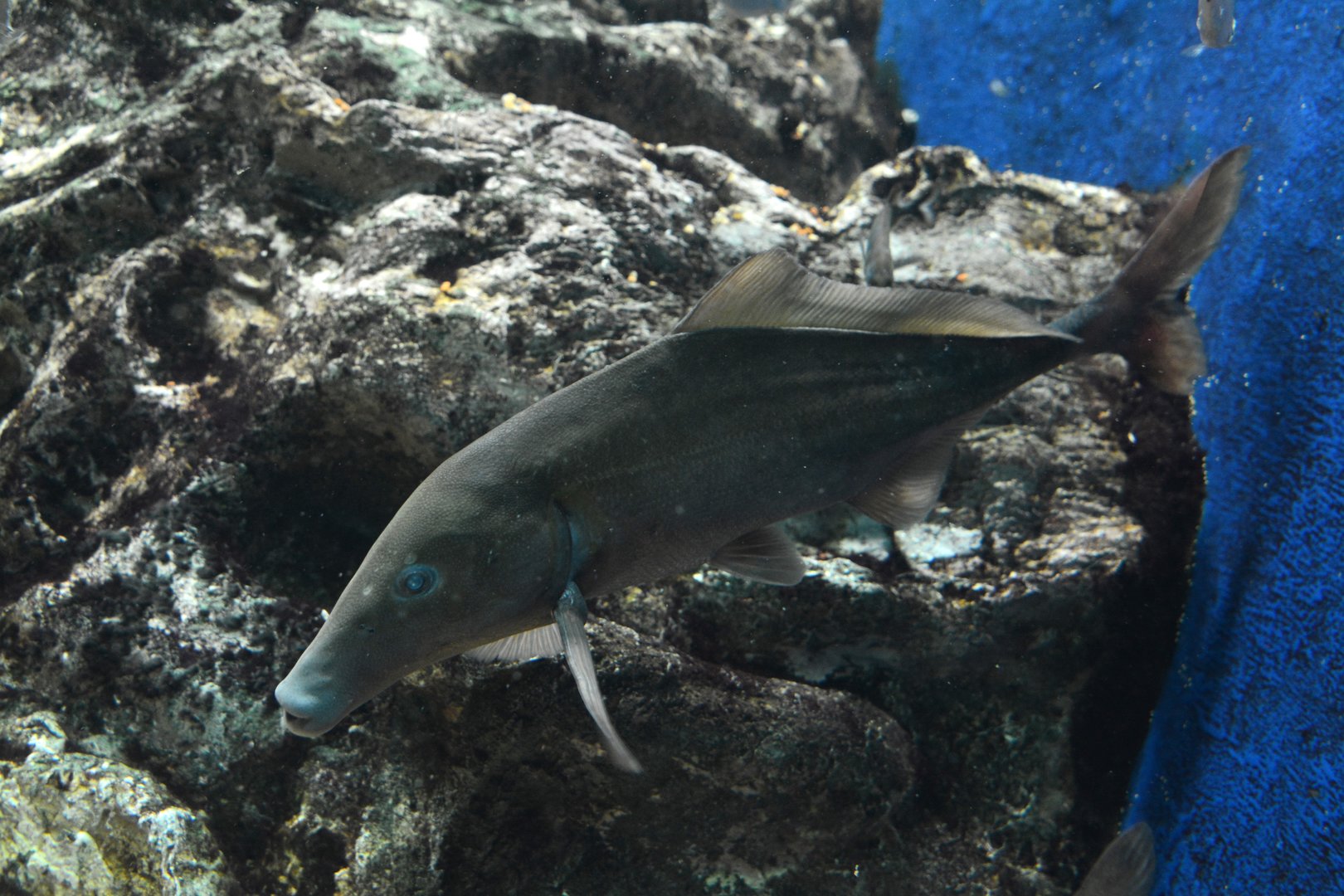 Giant Congo mormyrid (Mormyrus caballus bumbanus)