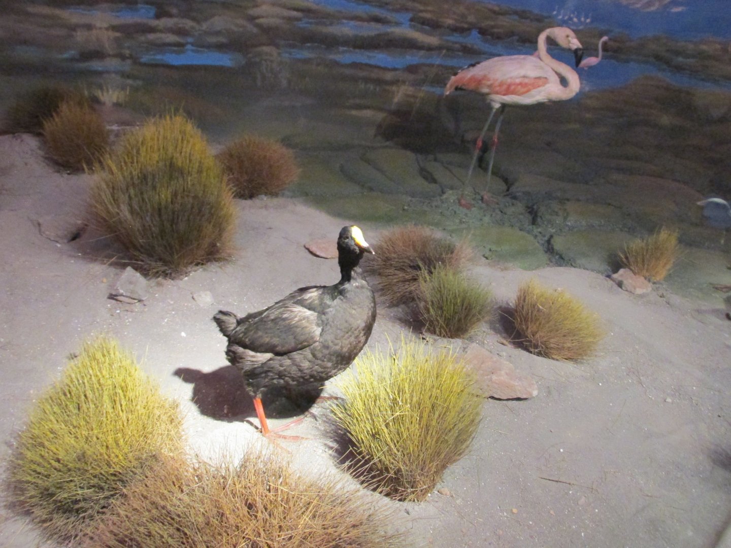 giant coot with chilean flamingo Museo de Historia Natural Santiago Chile