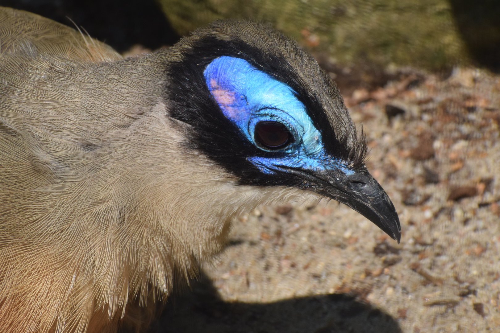 Giant coua - August 2023