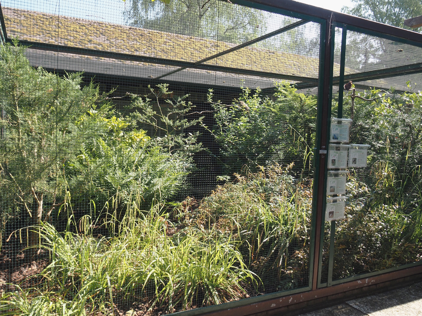 Giant coua, Blue coua, Madagascar turtle dove, Broad-billed roller and Madagascar crested ibis aviary, 2024-05-23