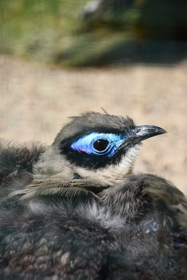 Giant coua, Coua gigantea