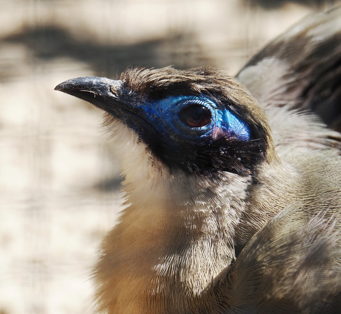 Giant coua (Coua gigas), 2024-05-23