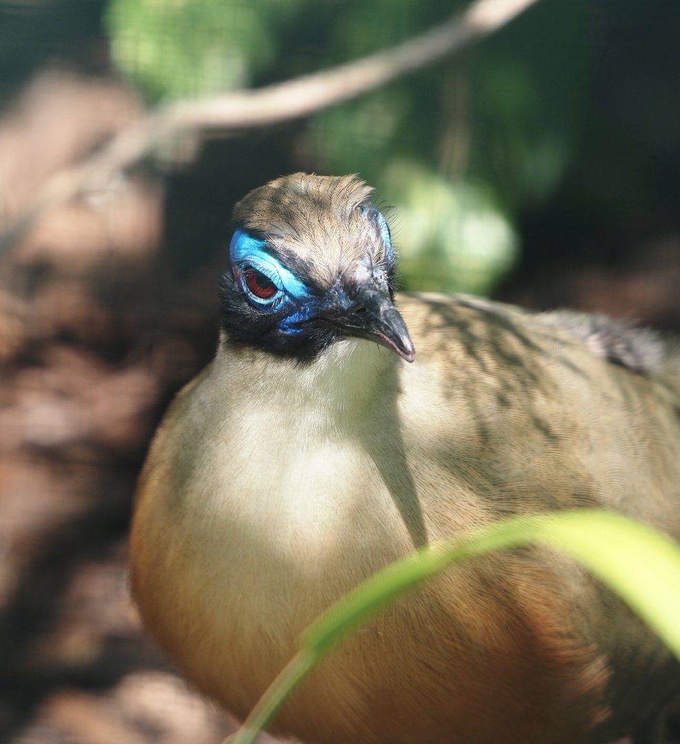 Giant coua (Coua gigas), 2024-05-23