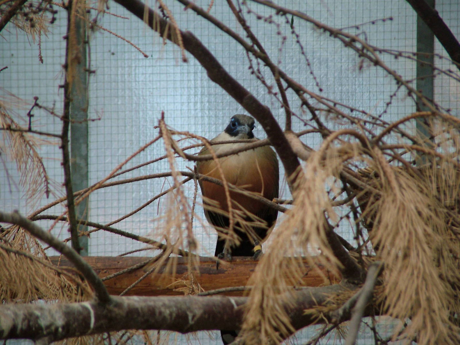 Giant Coua (Coua gigas) off-show at Walsrode