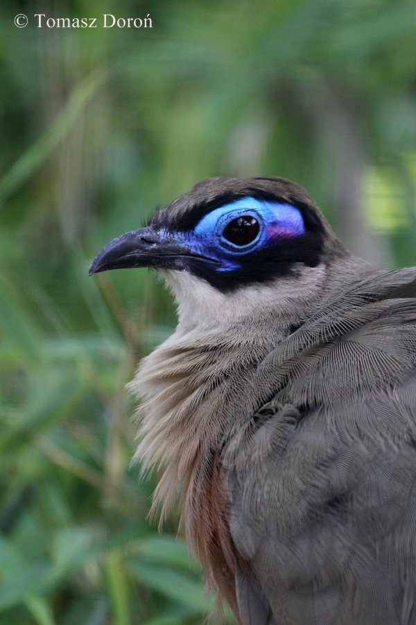 Giant Coua (Coua gigas)