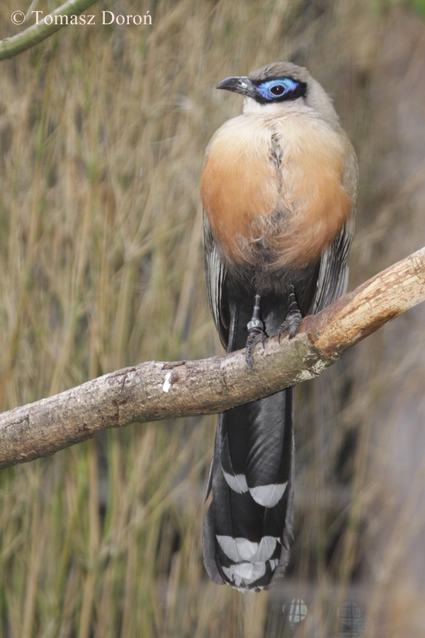 Giant Coua (Coua gigas)