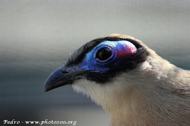 Giant coua (Coua gigas)