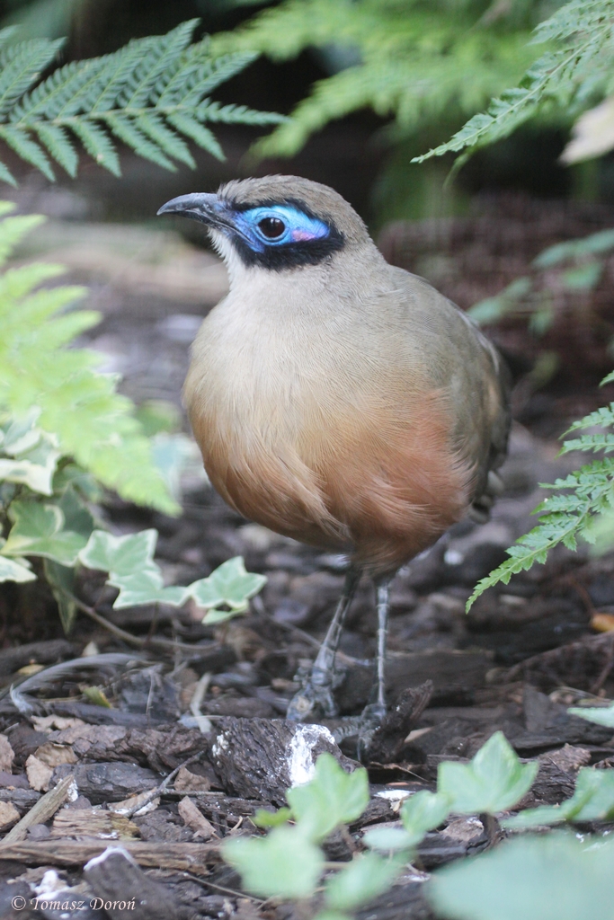 Giant Coua (Coua gigas)