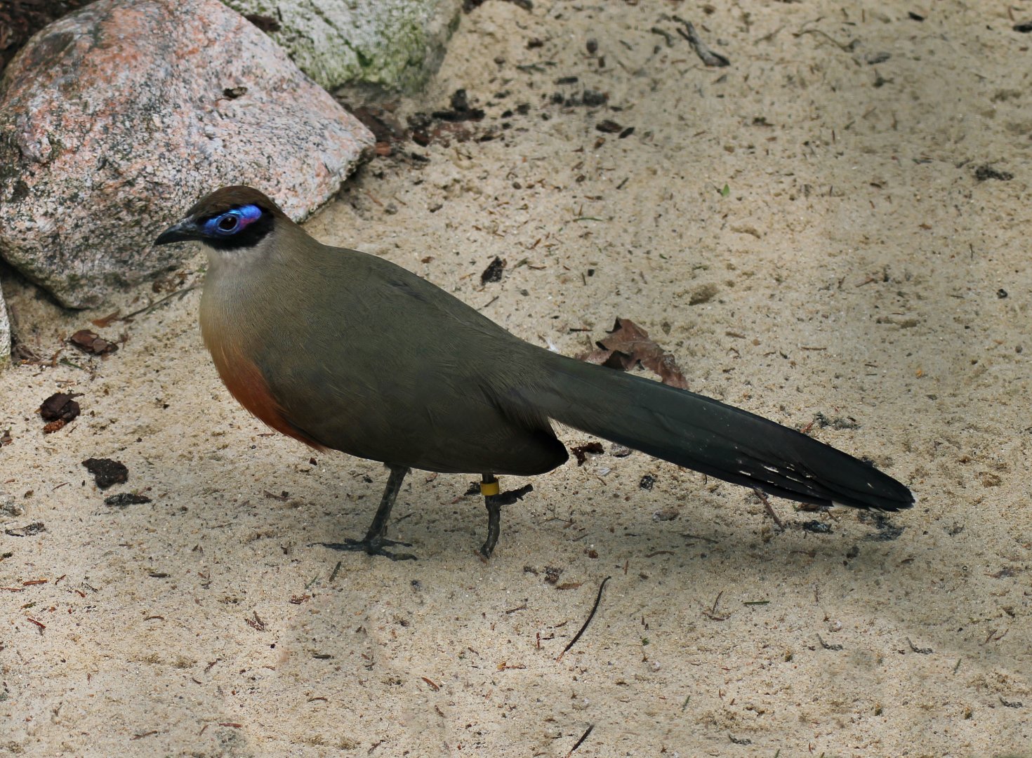 Giant coua (Coua gigas)