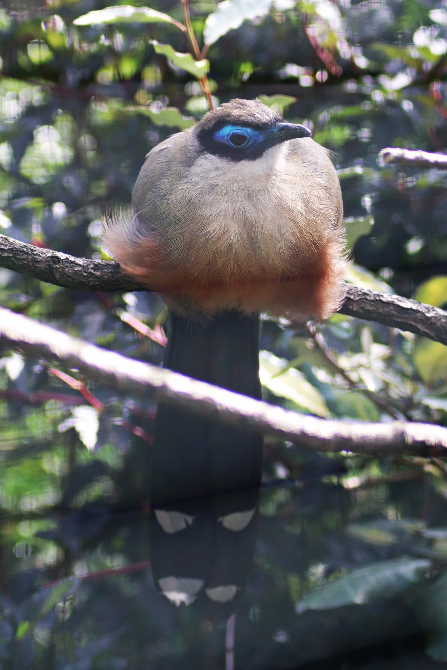 Giant coua (Coua gigas)