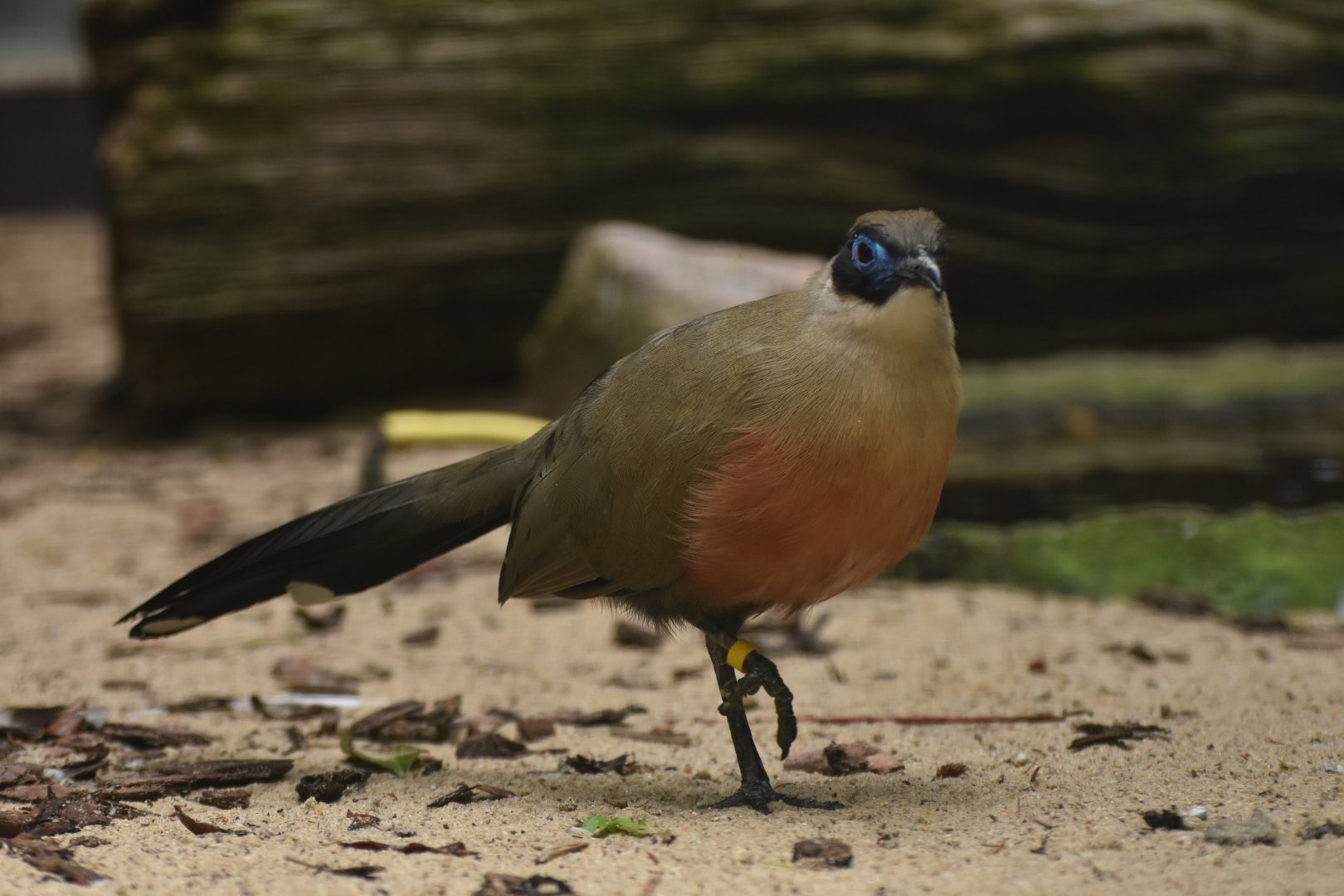 Giant Coua Coua gigas