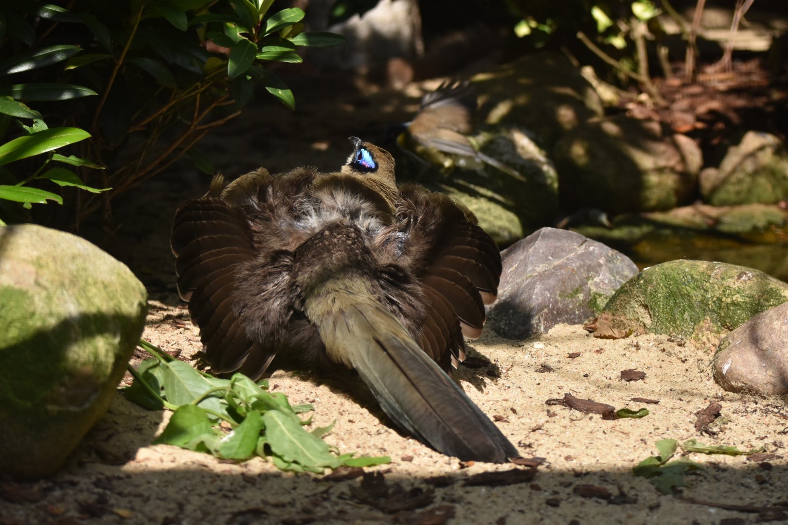 Giant Coua Coua gigas