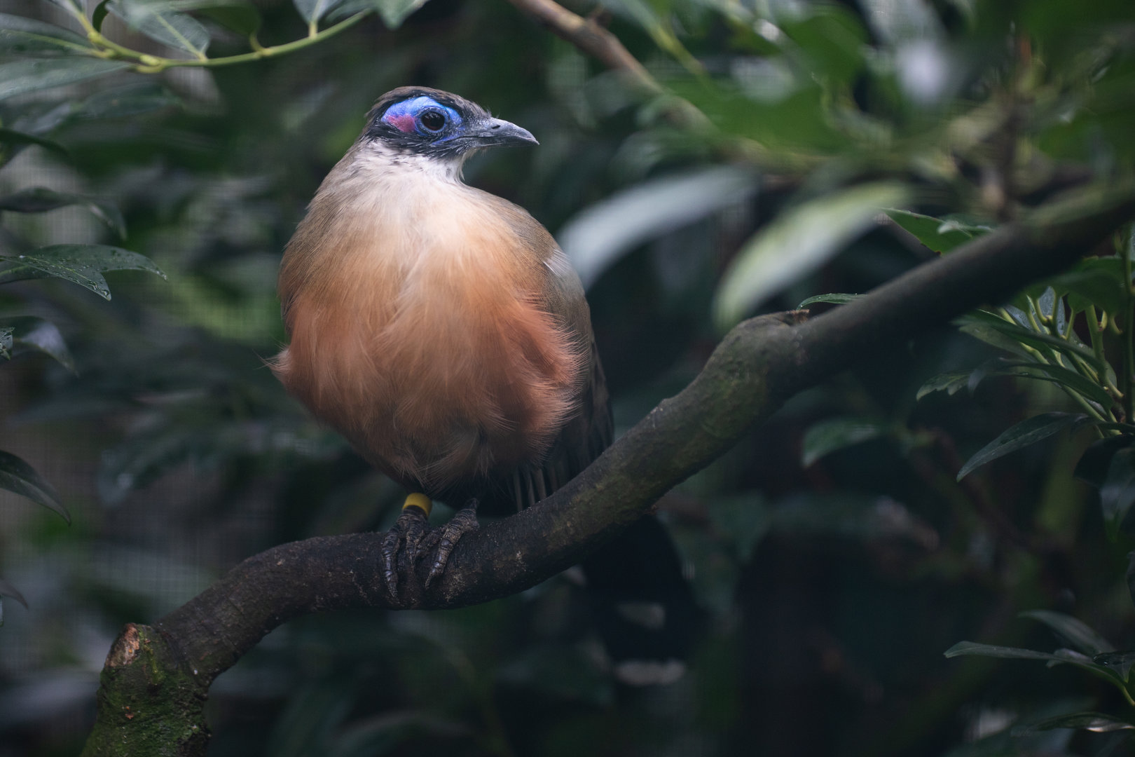 Giant coua (Coua gigas)
