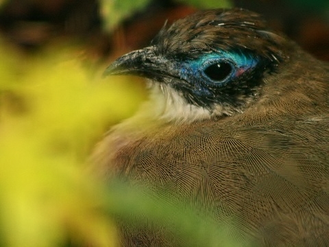 Giant Coua