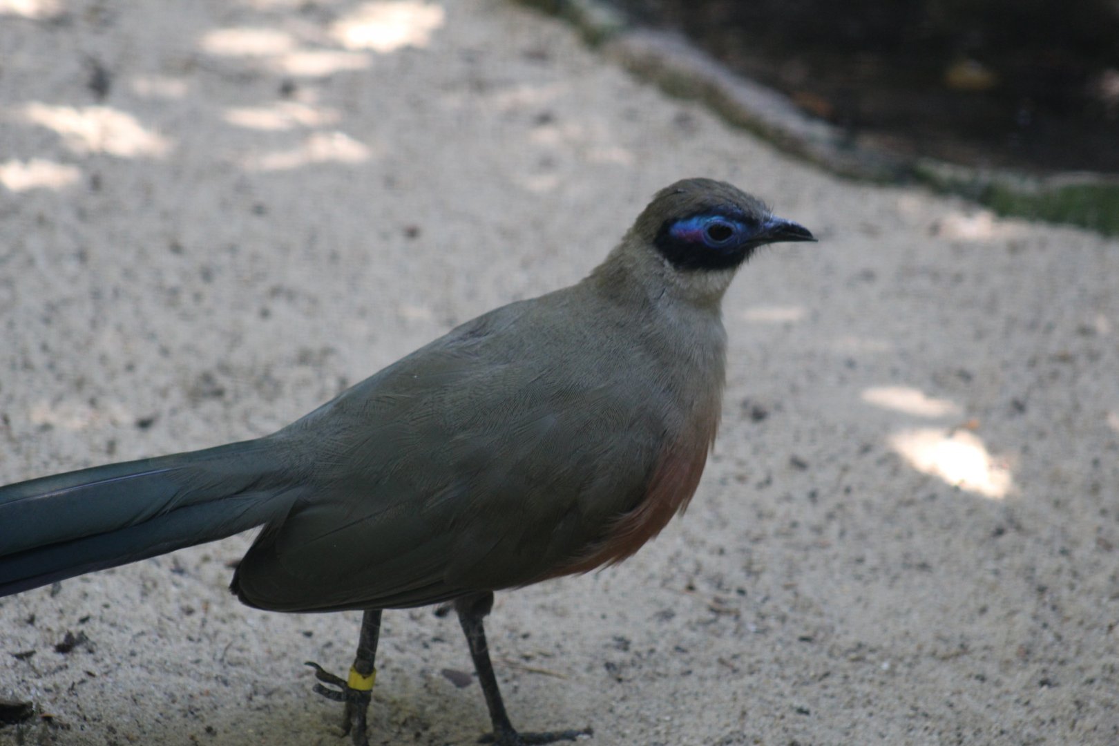 Giant Coua