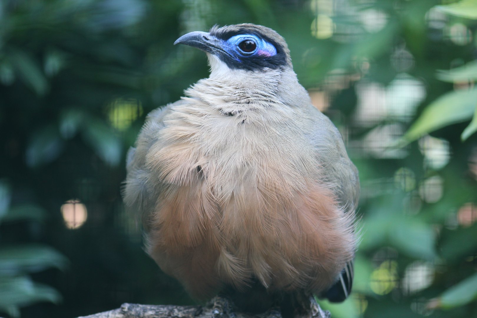 Giant Coua