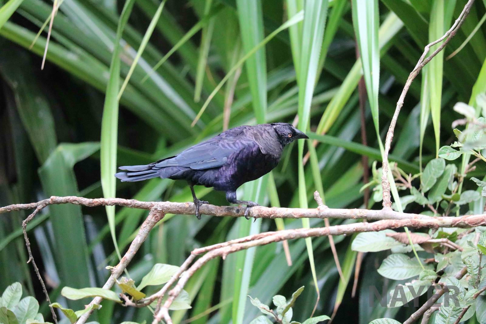 Giant cowbird, March 2016