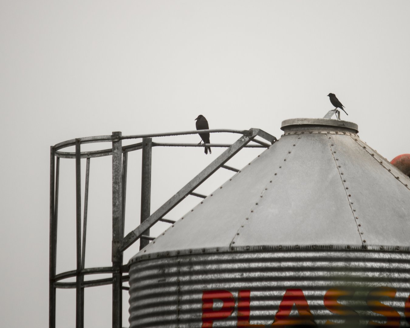 Giant cowbird, Molothrus oryzivorus and Shiny cowbird, Molothrus bonariensis