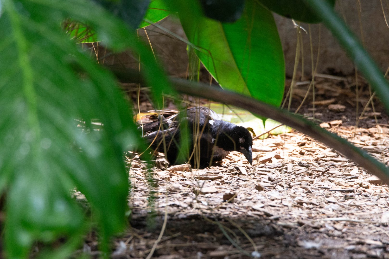 Giant Cowbird- (Molothrus oryzivorus)