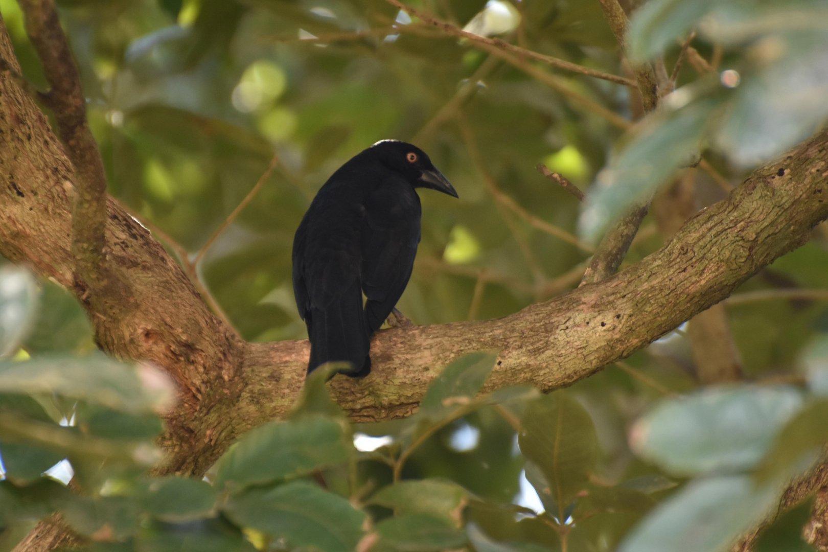 Giant Cowbird (Molothrus oryzivorus)