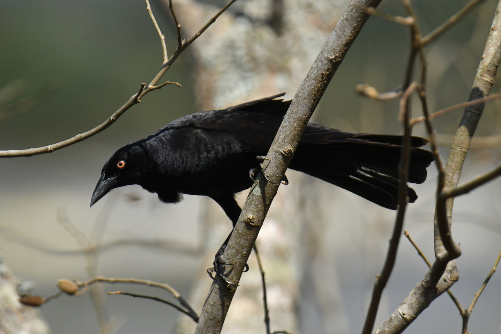 Giant Cowbird Molothrus oryzivorus