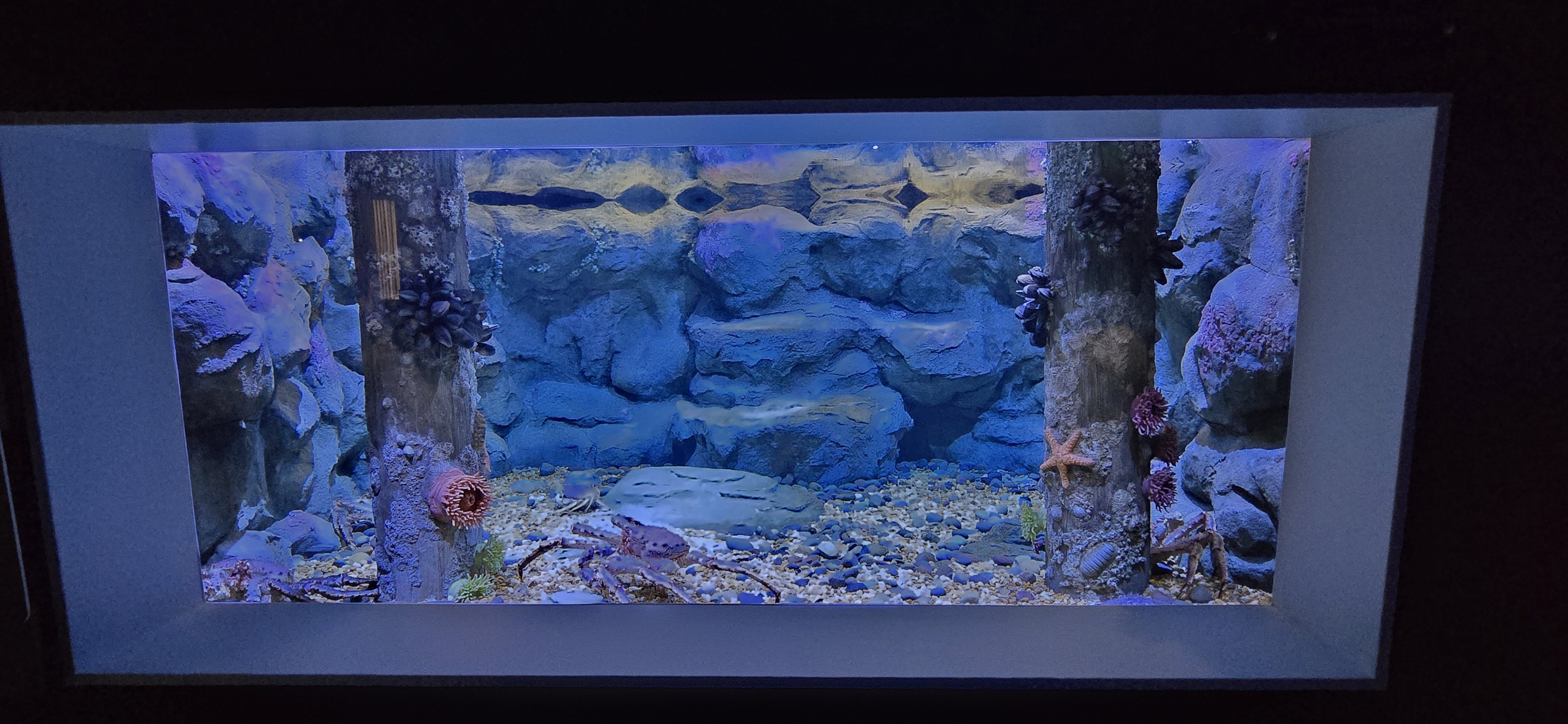 Giant Crab - sheep crab