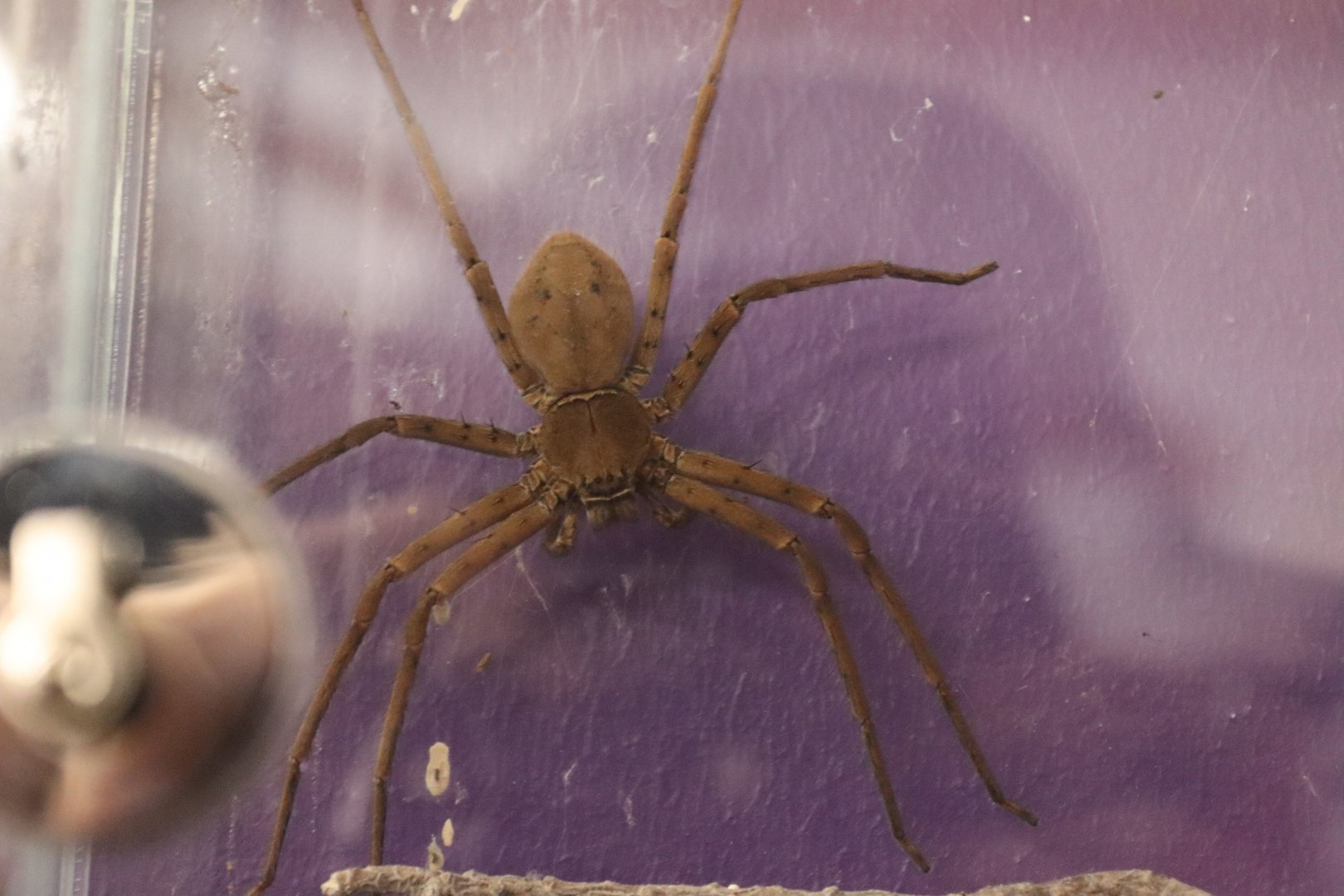 Giant crab spider (Heteropoda venatoria) BugParc, 08/2024