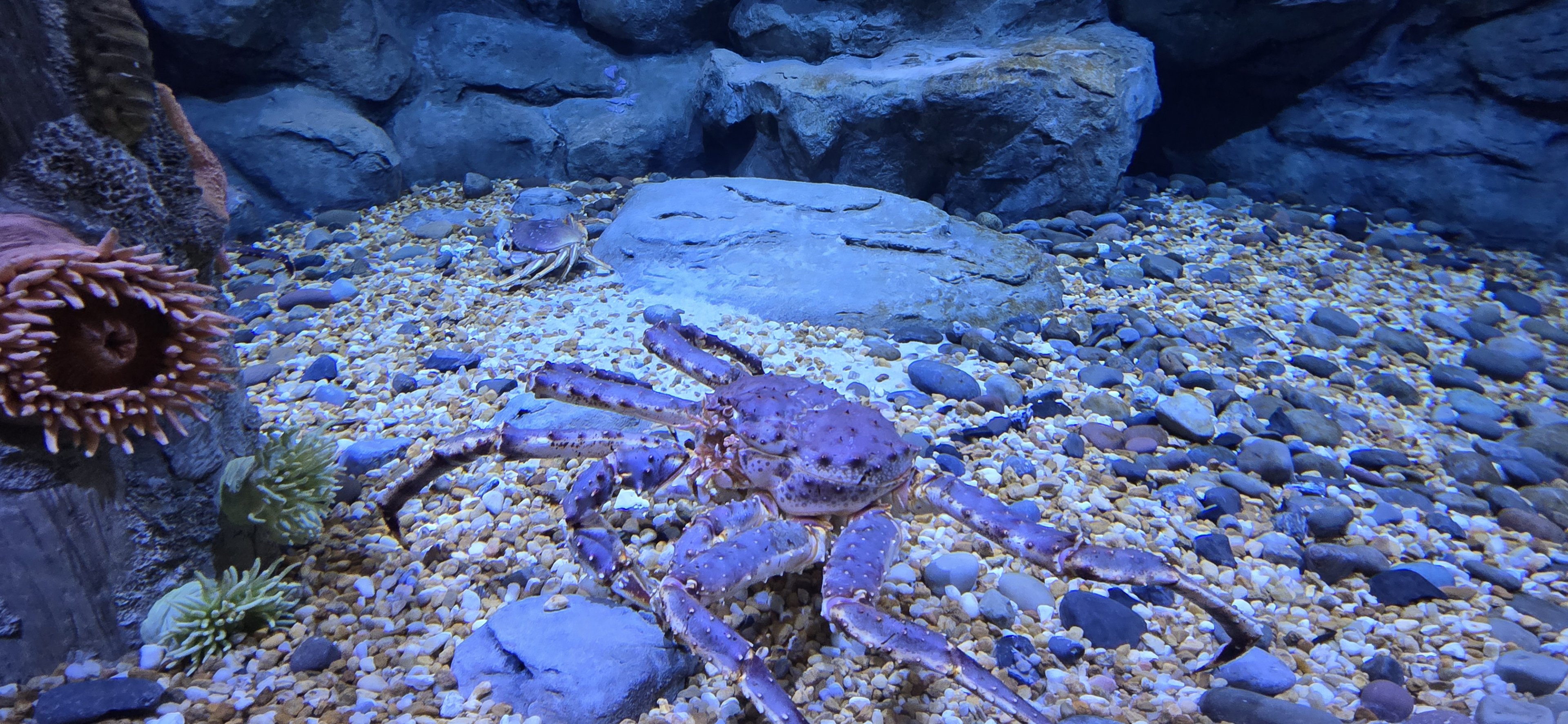 Giant Crabs - Sheep crabs