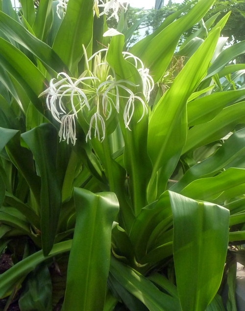 Giant crinum (Crinum asiaticum)