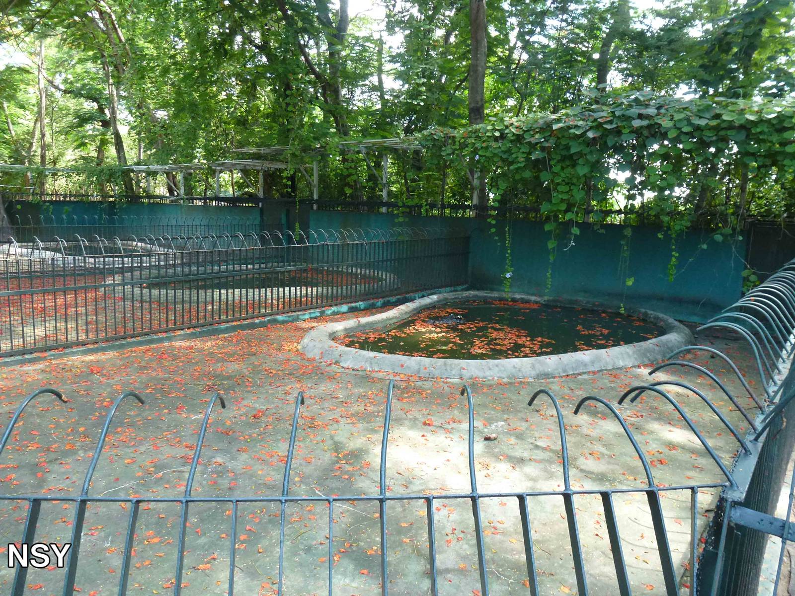 Giant crocodile enclosure, June 2013.