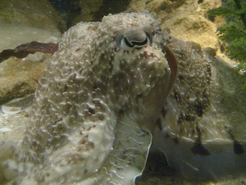 Giant Cuttlefish closeup
