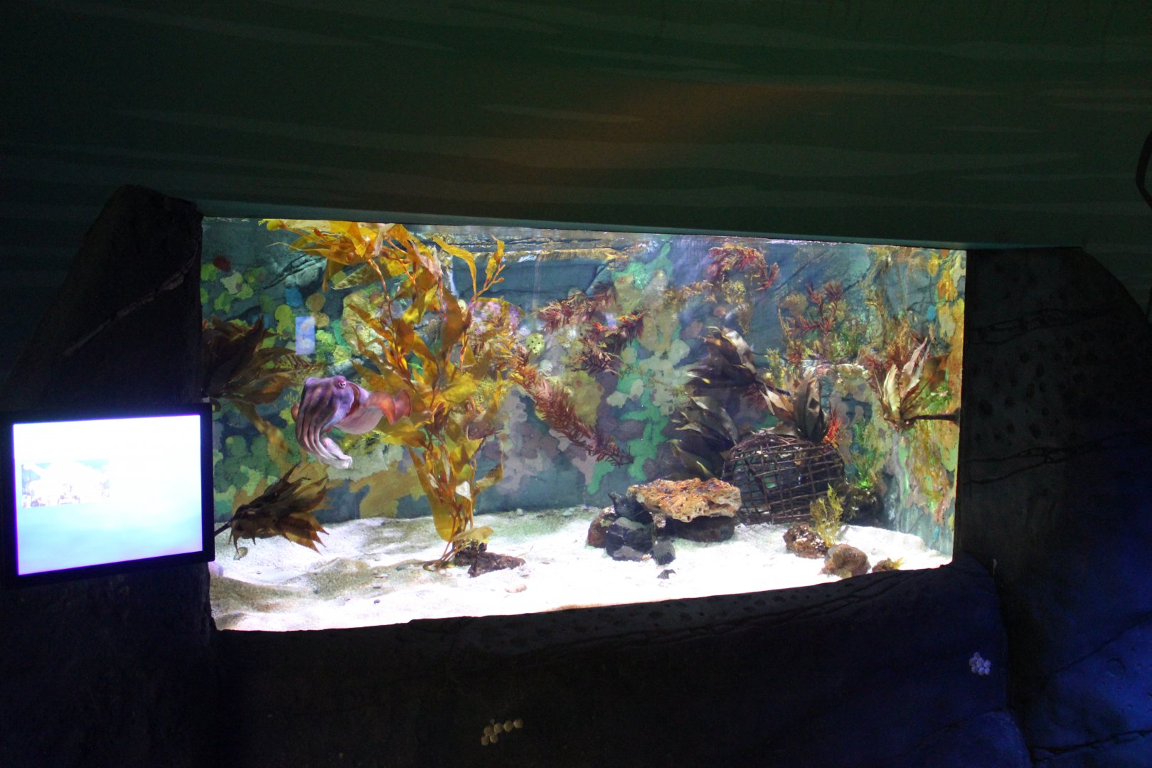 Giant Cuttlefish tank