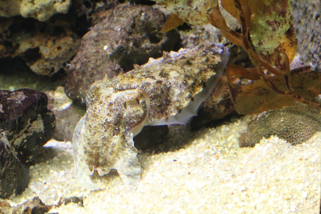 Giant Cuttlefish