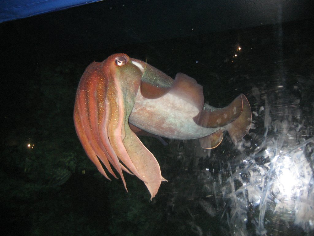 Giant Cuttlefish