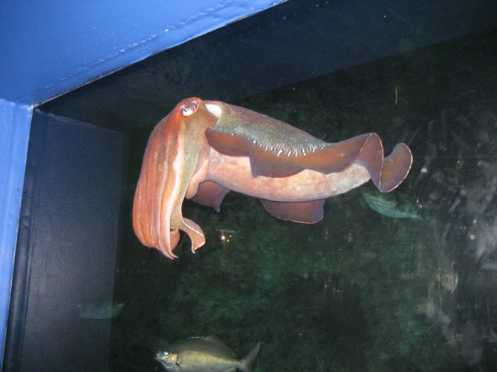 Giant Cuttlefish