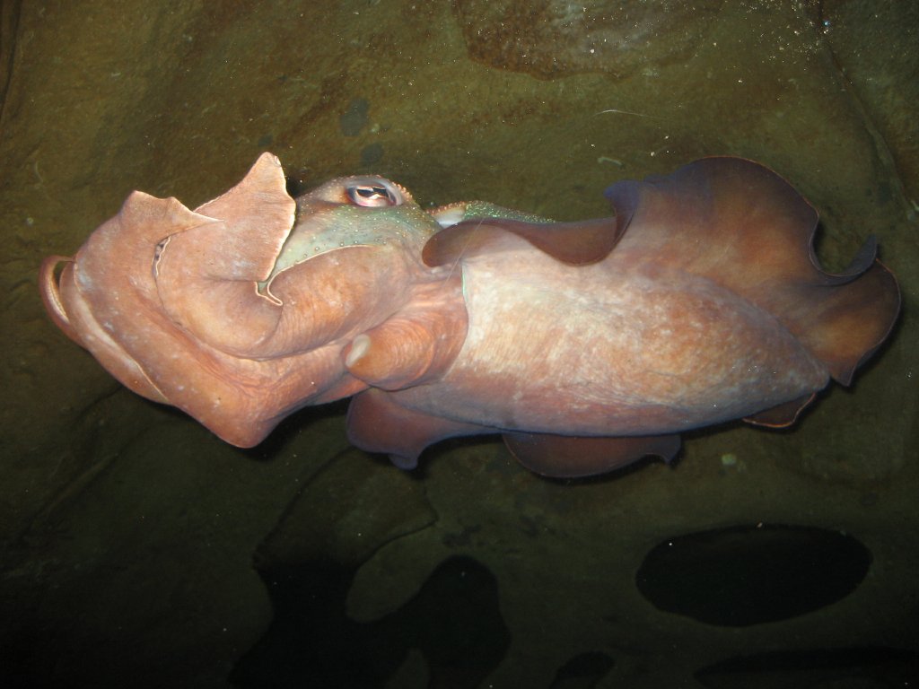 Giant Cuttlefish