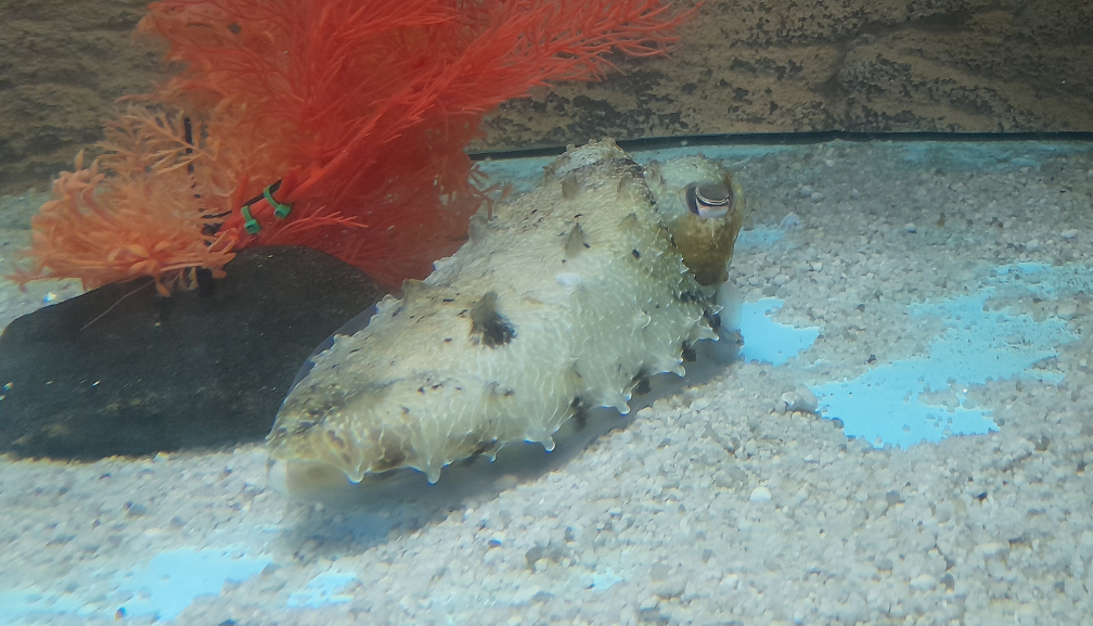 Giant Cuttlefish