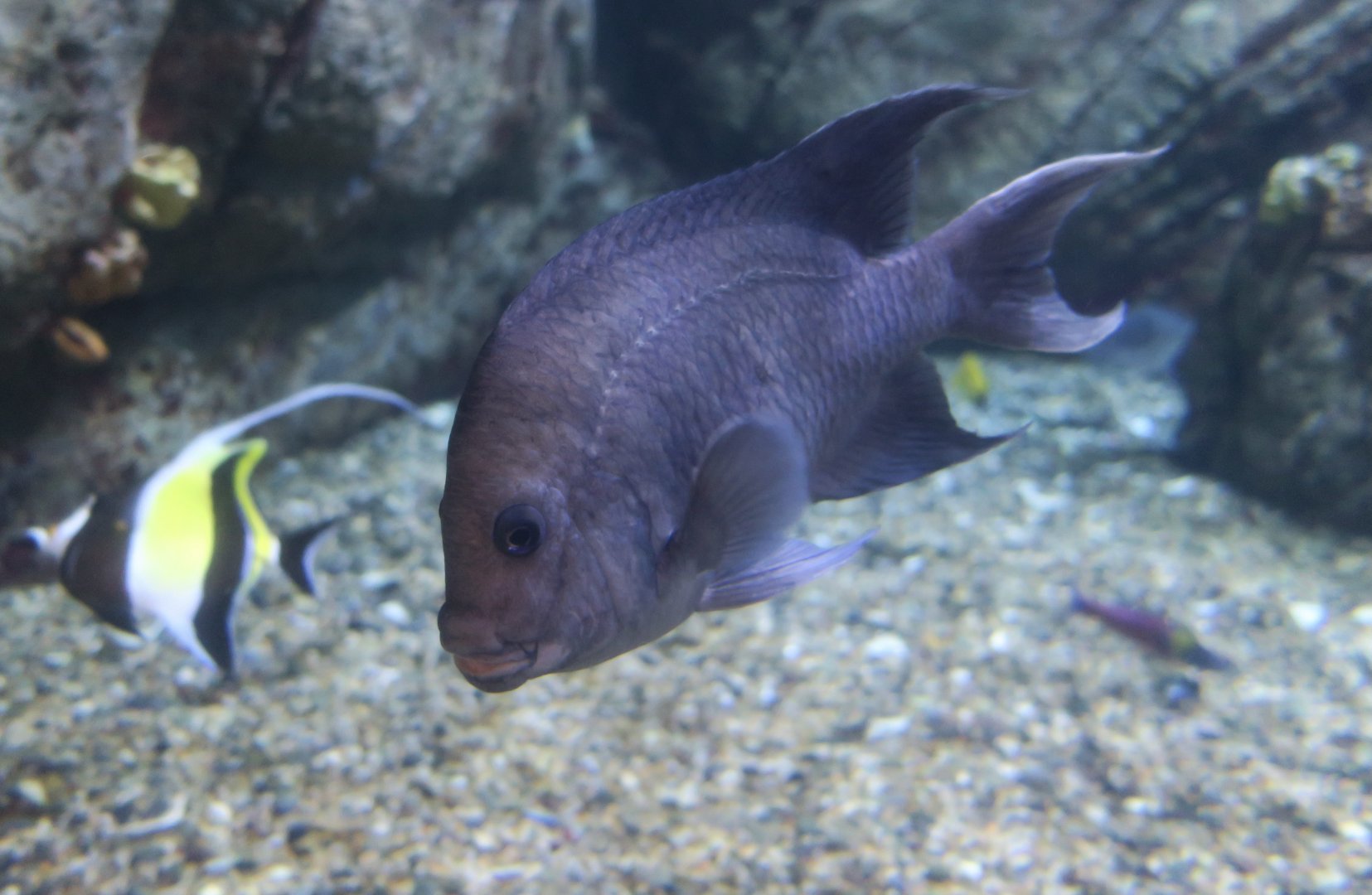 Giant Damselfish (Microspathodon dorsalis)