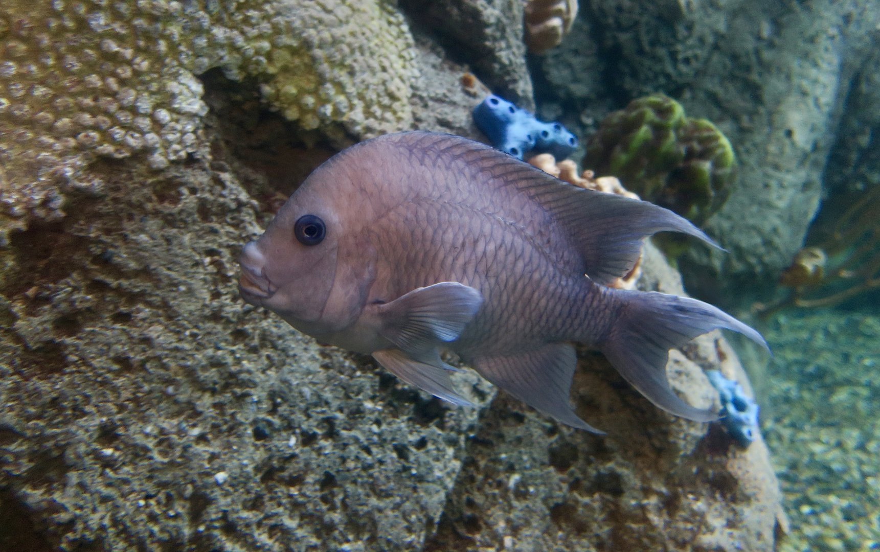 Giant Damselfish (Microspathodon dorsalis)