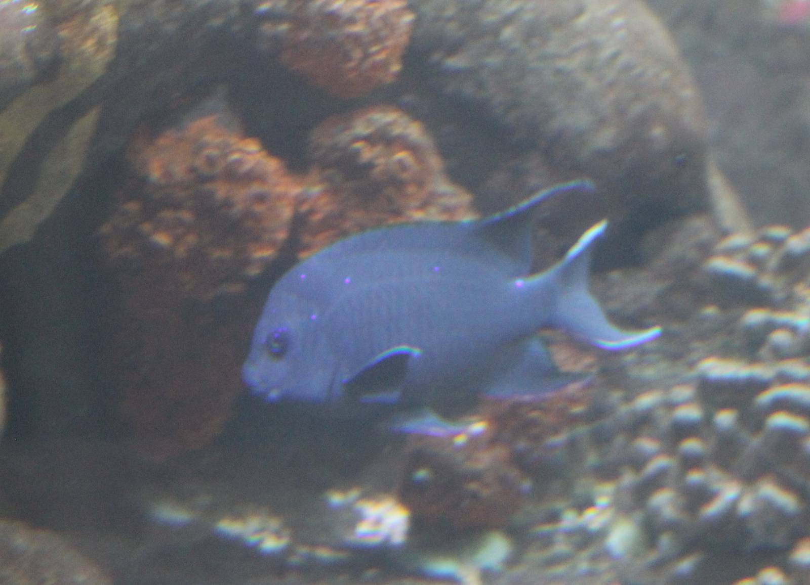 Giant damselfish