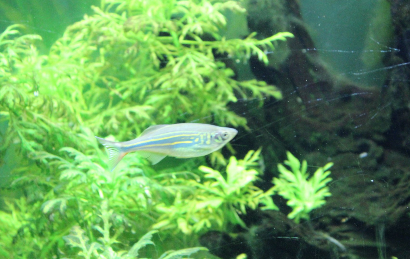 Giant danio - Devario malabaricus