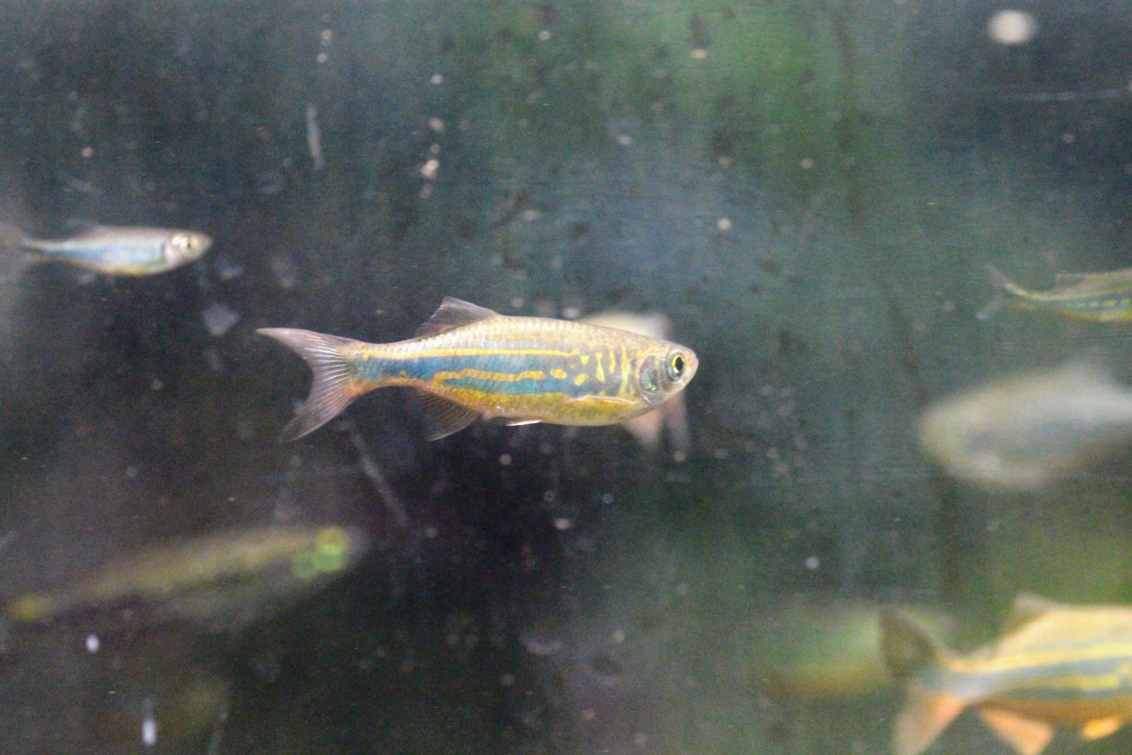 Giant Danio