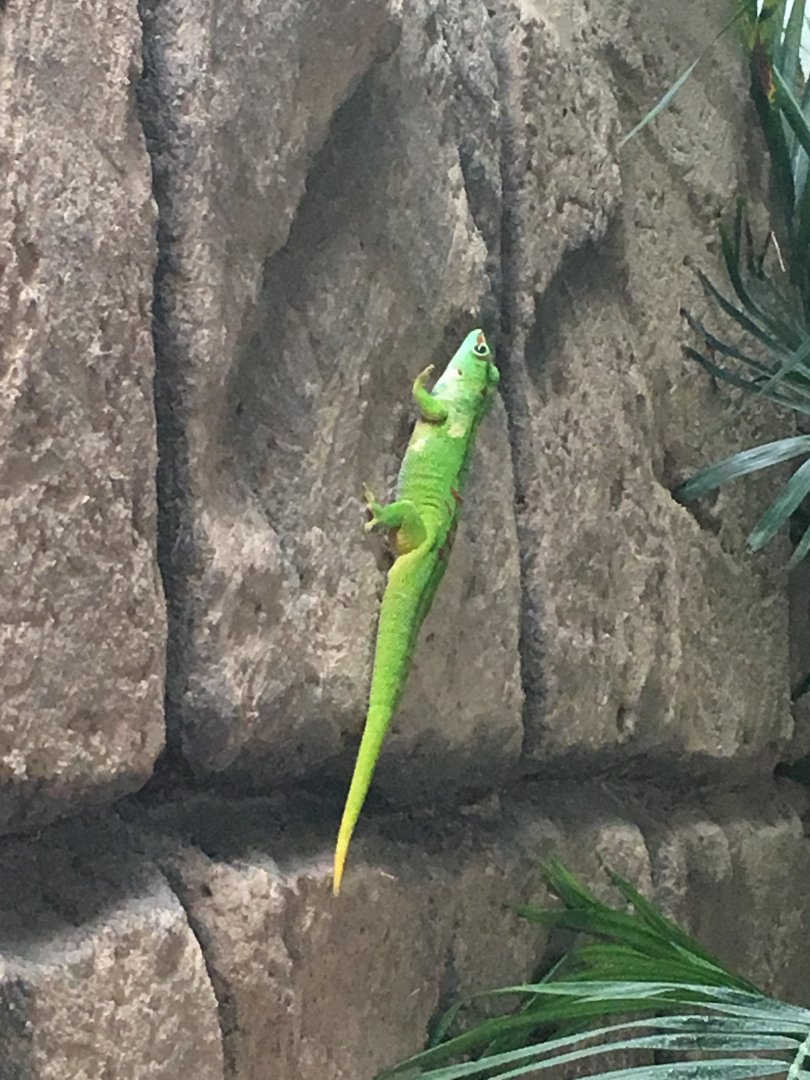 Giant day gecko 100917
