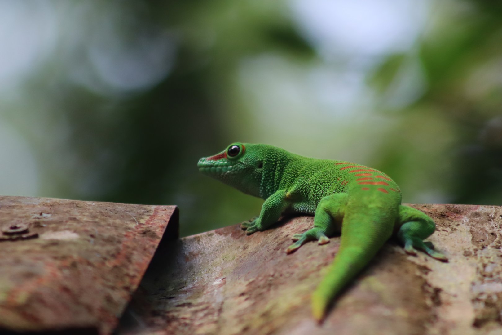 Giant Day Gecko - 20 June 2024